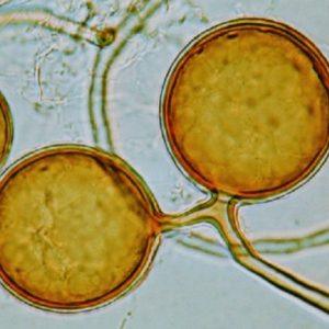 Le micorrize: quando i funghi sono amici delle piante