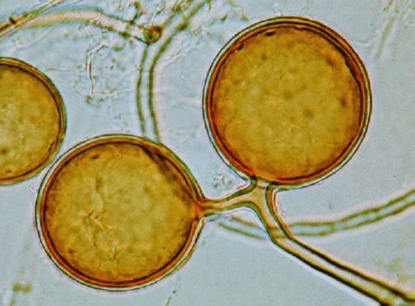 Le micorrize: quando i funghi sono amici delle piante