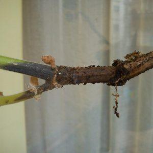 I funghi della radice e del colletto