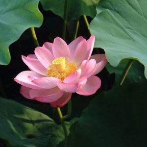 L’ecologia del laghetto