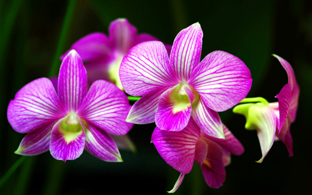 Come coltivare le orchidee