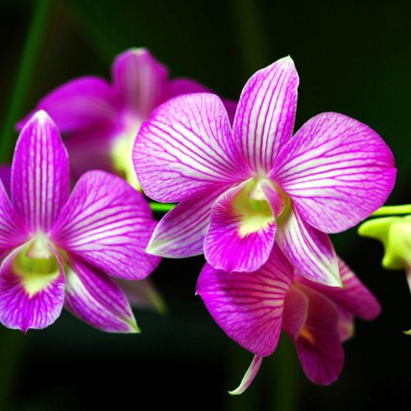 Come coltivare le orchidee