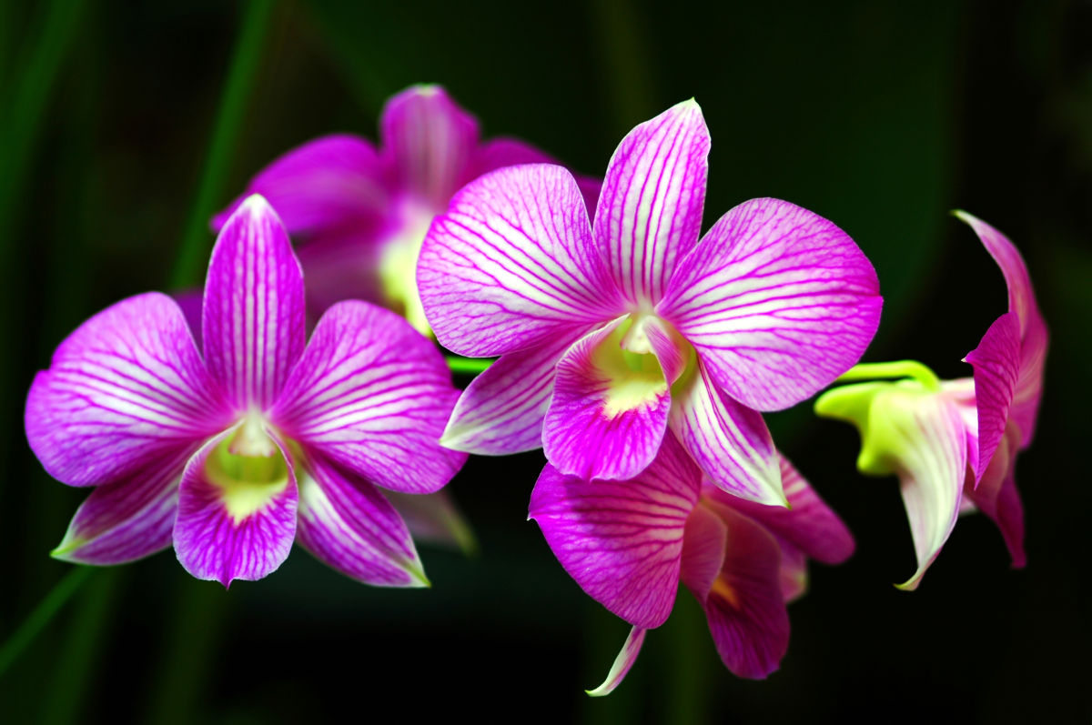 come curare le orchidee in vaso vivaio Roma Horti di Veio