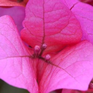 Coltivare la bouganvillea