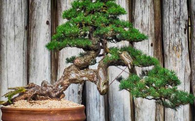 Bonsai: i lavori del mese di Marzo