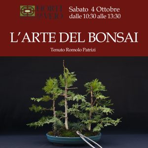 corso bonsai roma