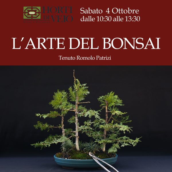 corso bonsai roma