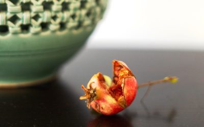 Dimostrazione ikebana Ohara Chapter Roma
