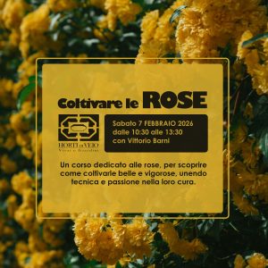 Coltivare le Rose