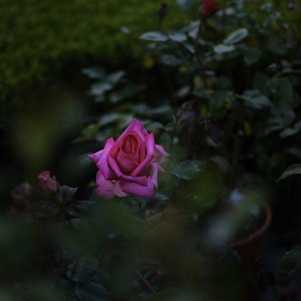rose