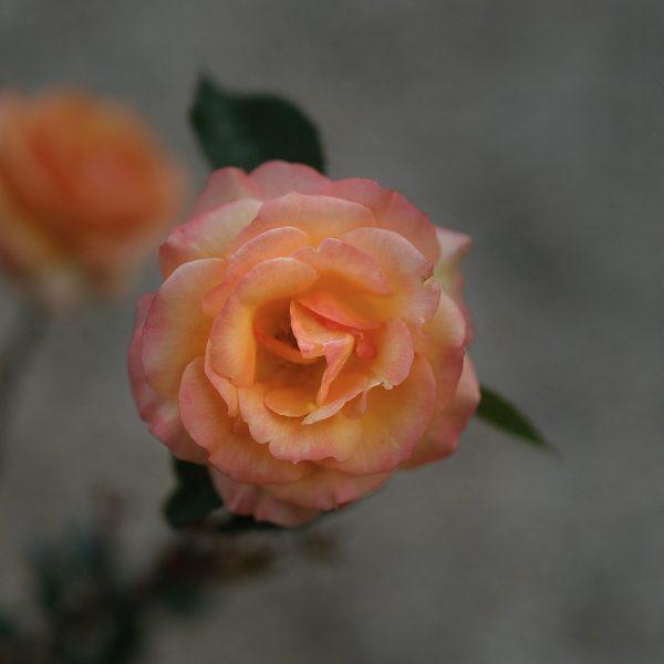 DSCF9329