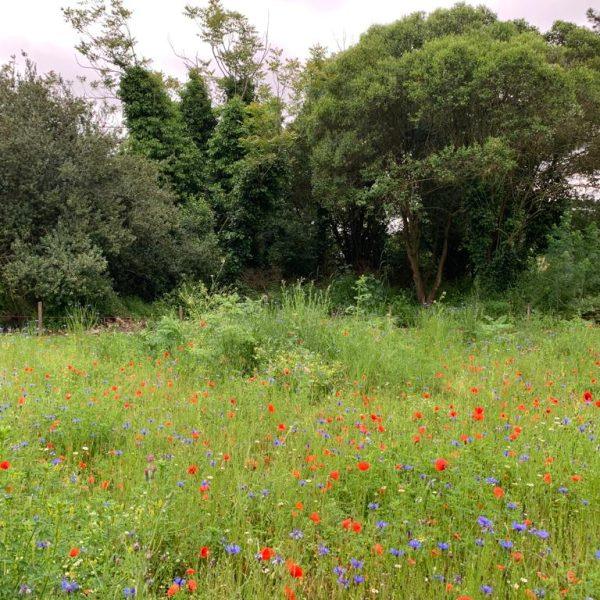 Horti di veio_prato fiorito