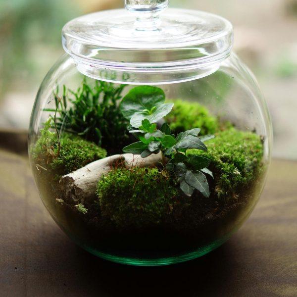 Horti di veio_terrari