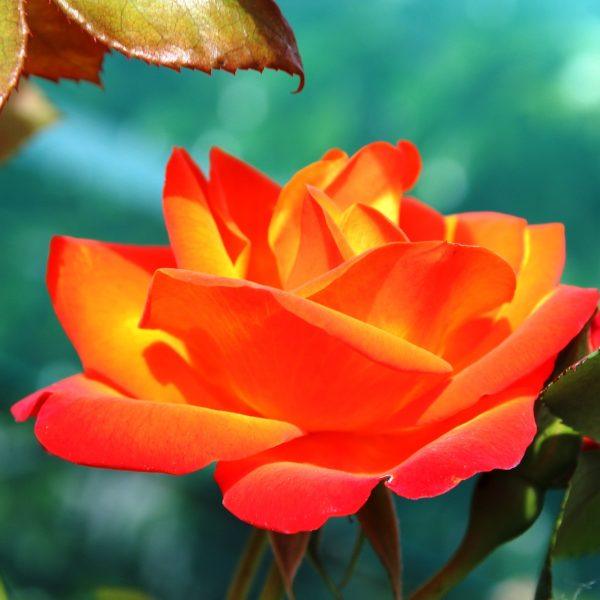 rose
