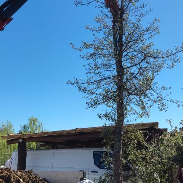 hdv alberi 2