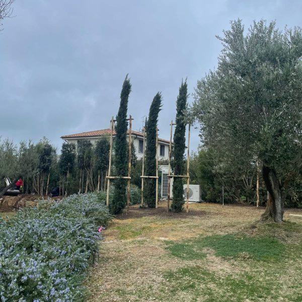 hdv alberi 5
