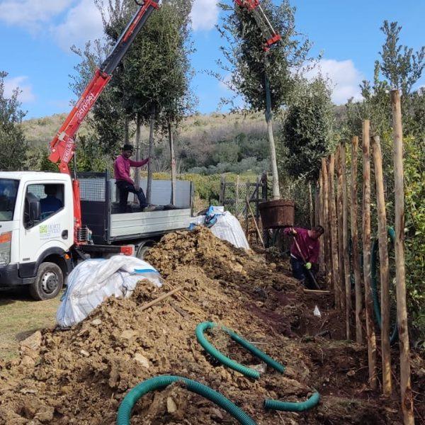 hdv alberi 6