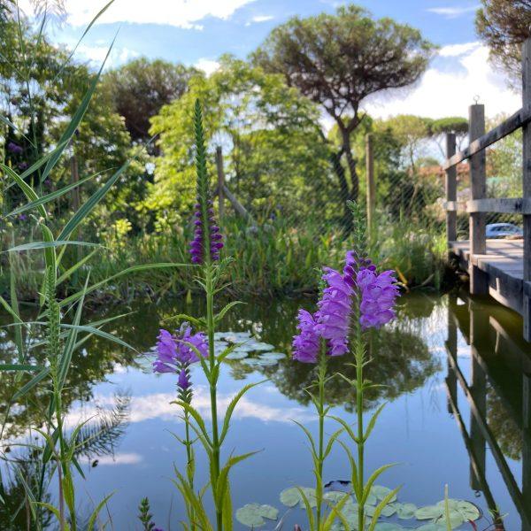 hdv piante acquatiche 10