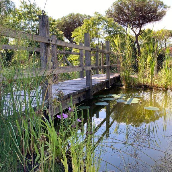 hdv piante acquatiche 2