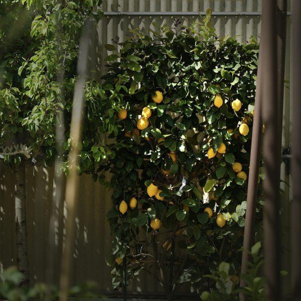 horti di veio agrumi1