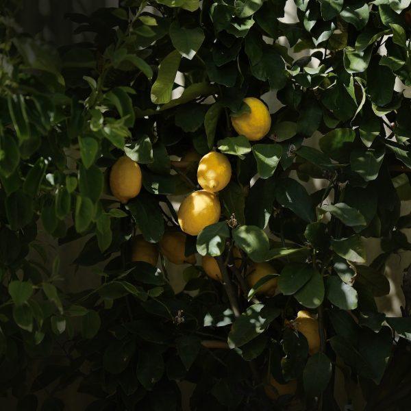 horti di veio agrumi2