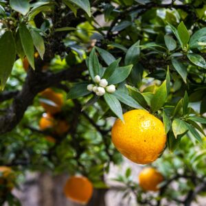 Arance e clementine bio di Calabria