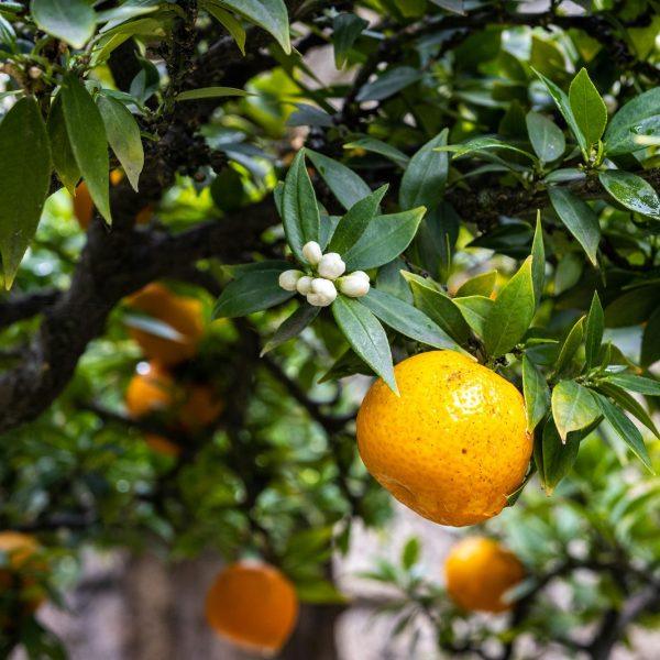 Arance e clementine bio di Calabria