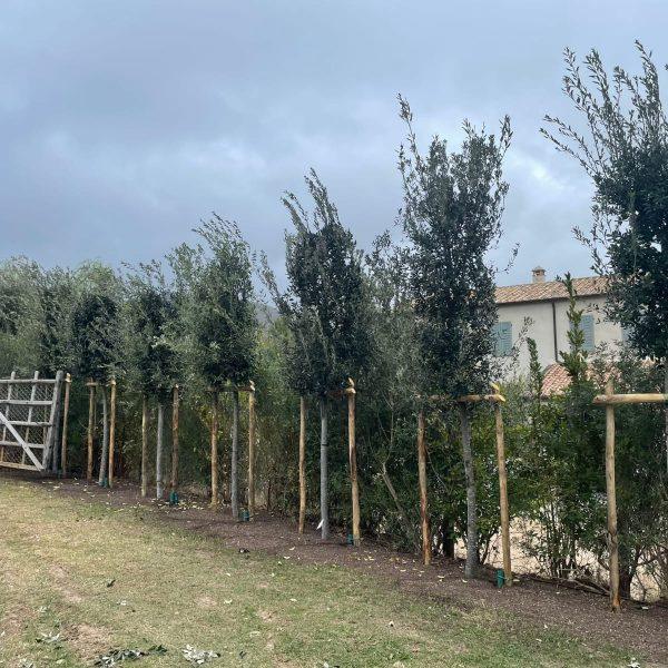 horti di veio alberi