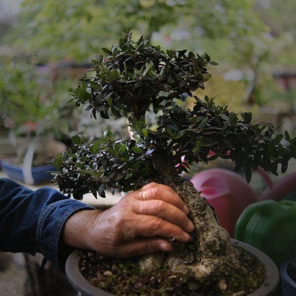horti di veio bonsai