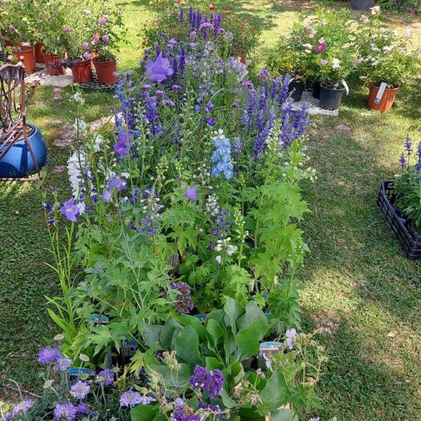 horti di veio erbacee perenni
