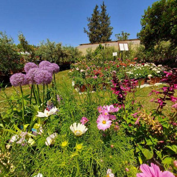 horti di veio erbacee perenni3