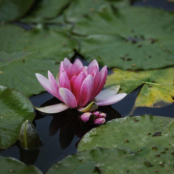 horti di veio piante acquatiche