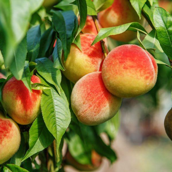 piante da frutto