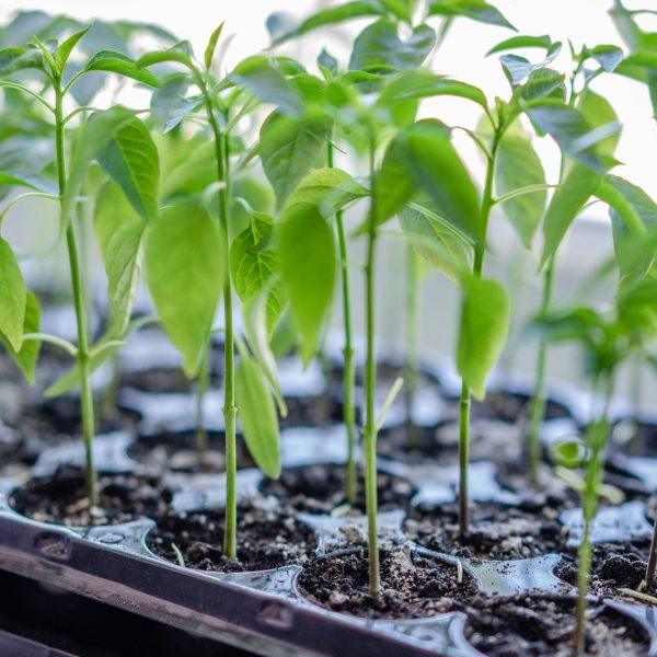 horti di veio piante da orto