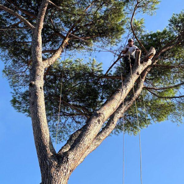 Cura e potatura degli alberi in città