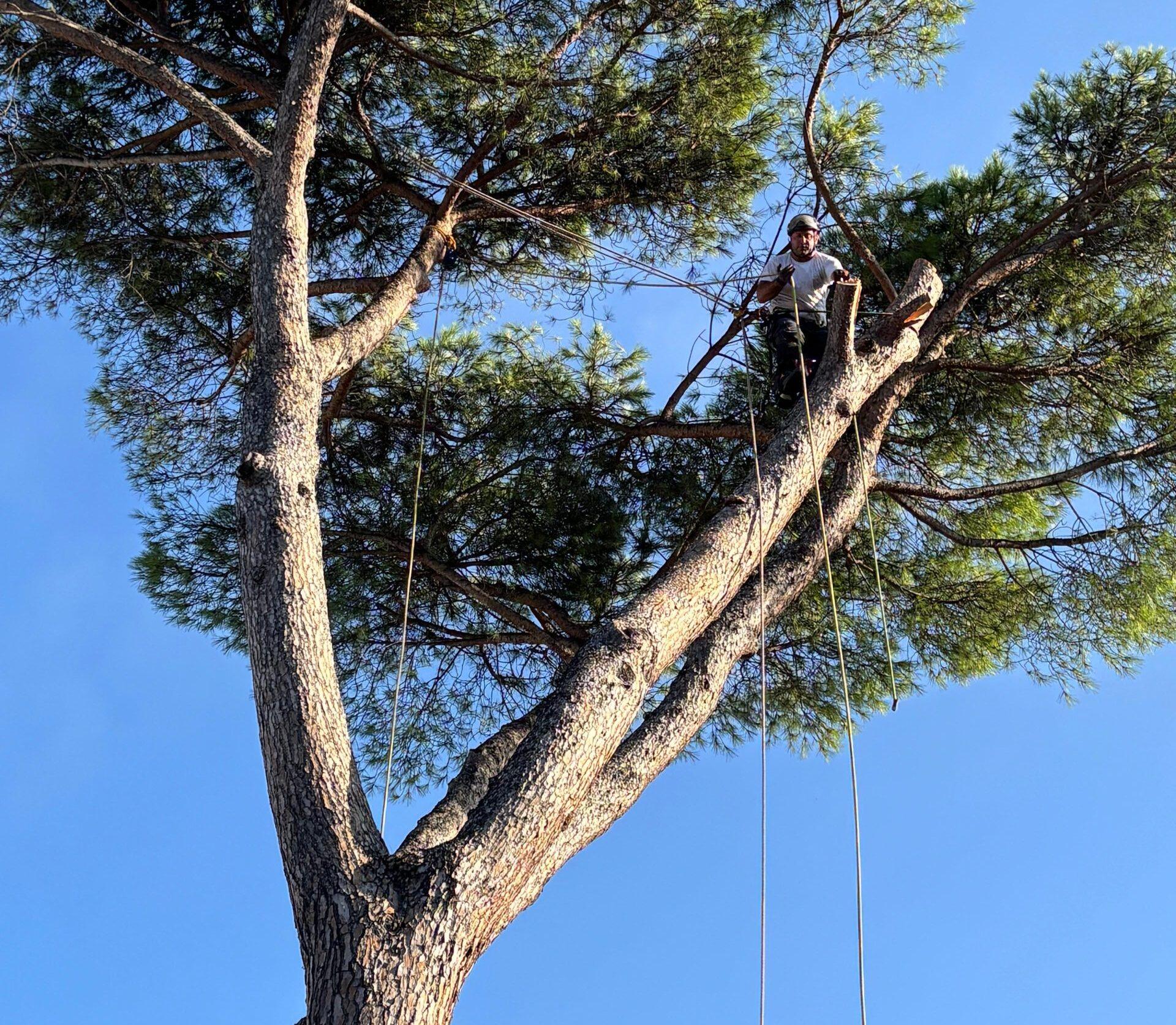 Al momento stai visualizzando Cura e potatura degli alberi in città