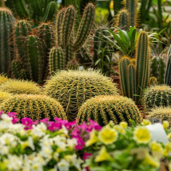 piante grasse horti di veio