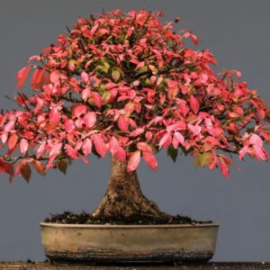 Bonsai: i lavori del mese di Marzo